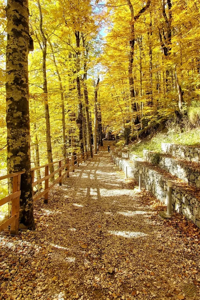 Forest path under golden autumn beech trees in Montenegro