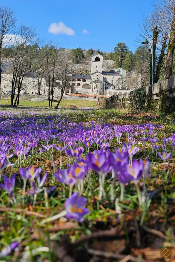 Spring crocuses in bloom in front of Cetinje Monastery
