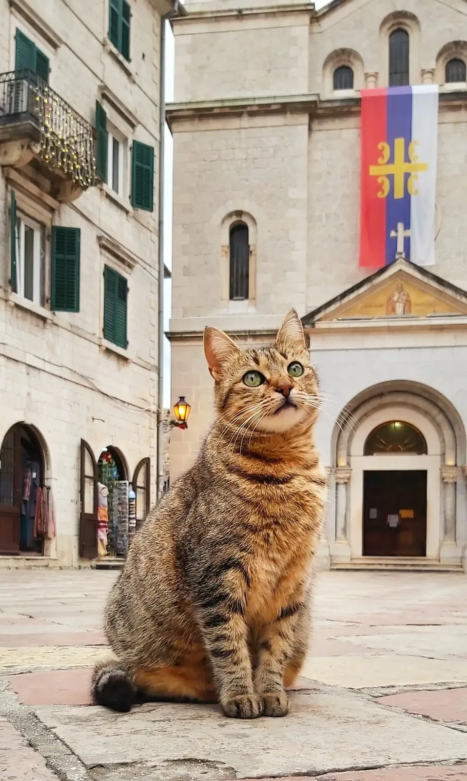 Cat sitting in front of a church in Kotor Old Town, Montenegro