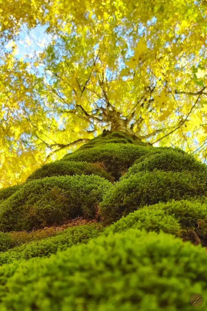 Moss-covered tree trunk under golden autumn leaves in Biogradska Gora National Park, Montenegro