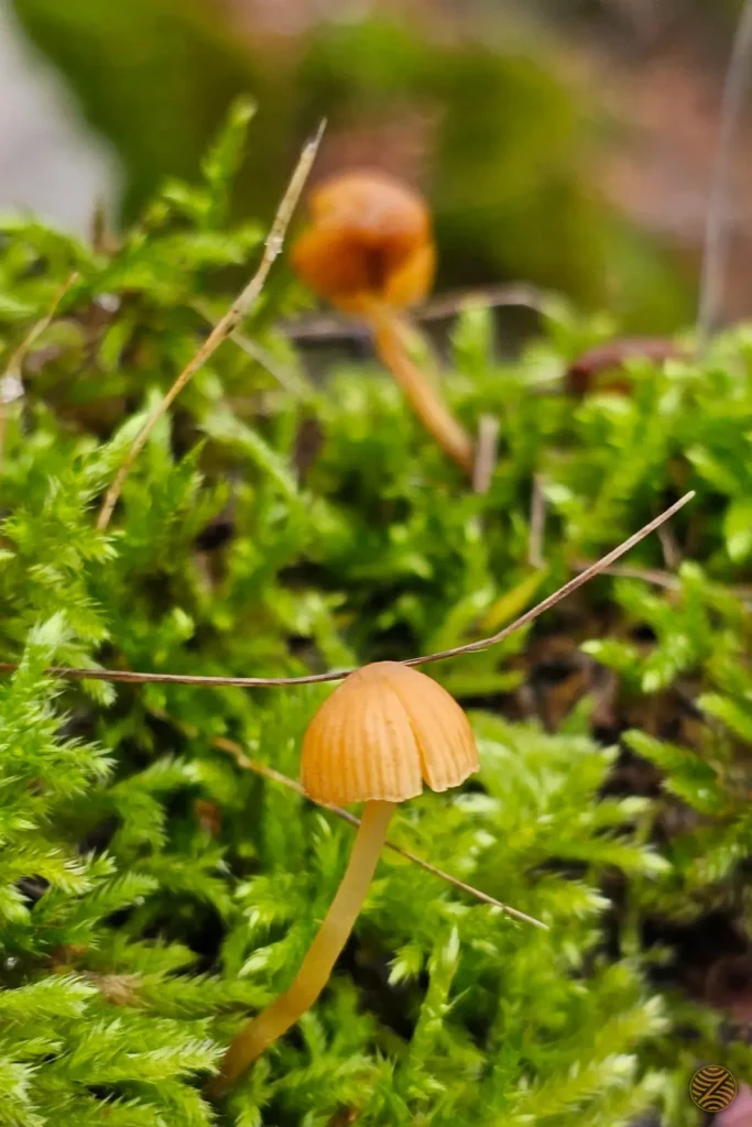 Small orange mushrooms growing in forest moss in Montenegro