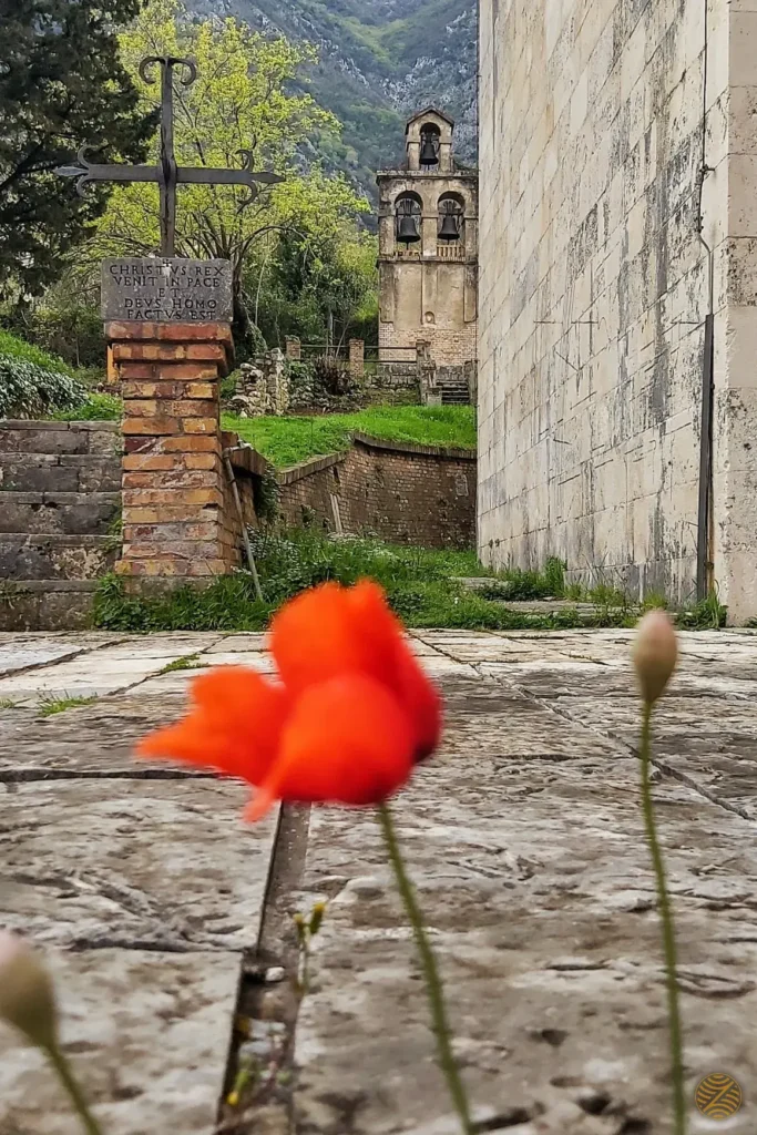 A red poppy growing between the stone slabs of an old churchyard in the Bay of Kotor