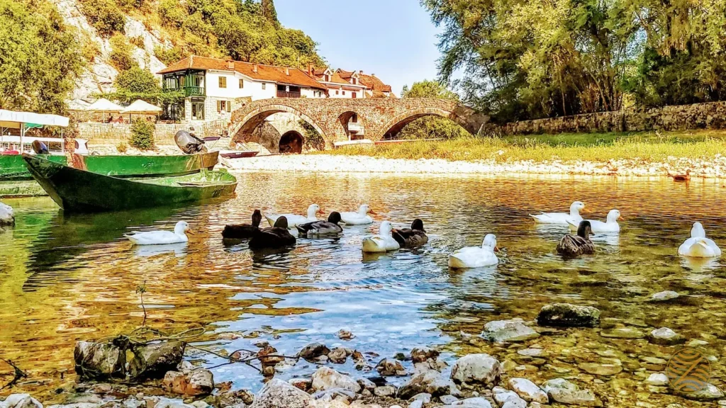Ducks on the Crnojević River beside the old stone bridge at Rijeka Crnojevića