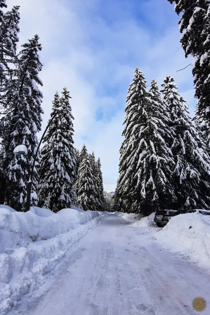 Snow-covered road through a fir forest in the mountains of Montenegro in winter