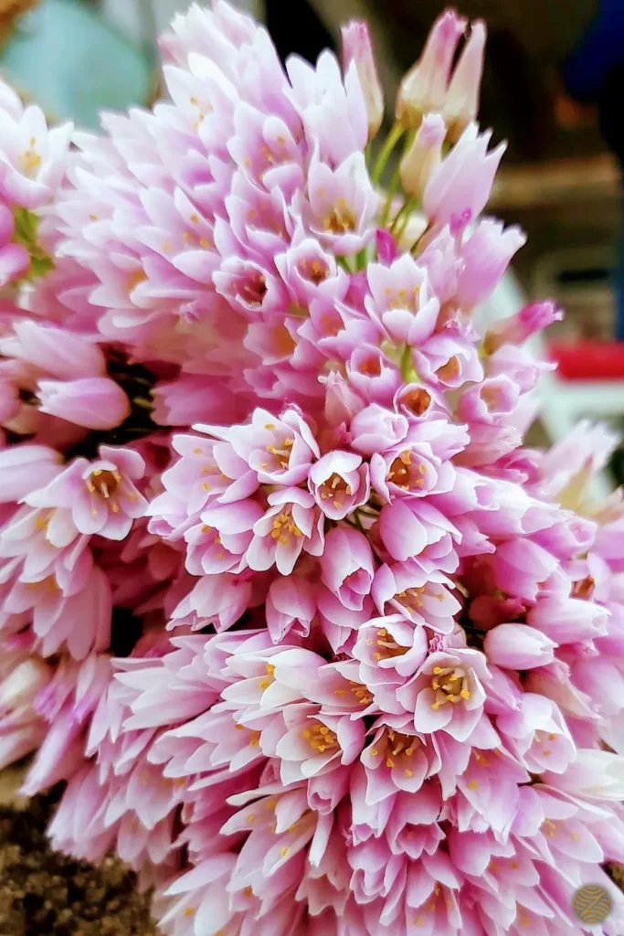 A cluster of wild pink allium flowers in Montenegro